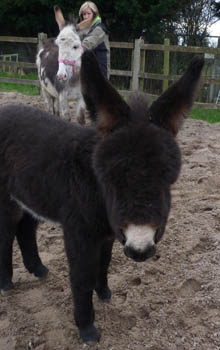 Fishers Mobile Farm donkey foal, Lulu